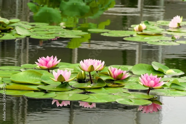 Fototapeta 睡蓮