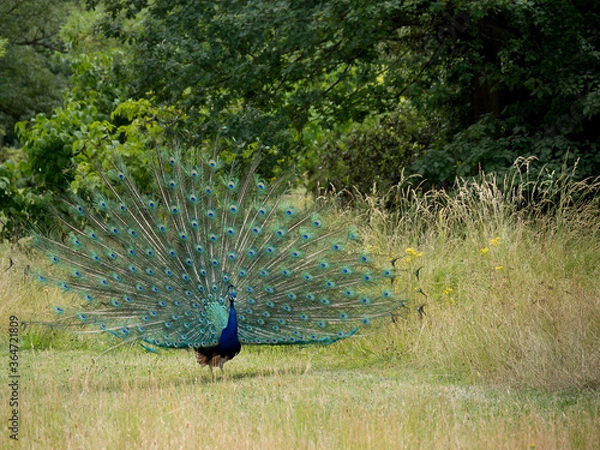 Obraz Paon faisant  la roue