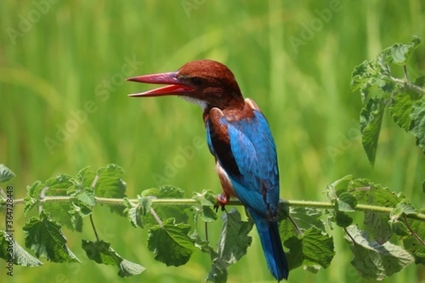 Fototapeta Kingfishers or Alcedinidae are a family of small to medium sized, brightly colored birds in the order Coraciiformes. Beautiful natural 