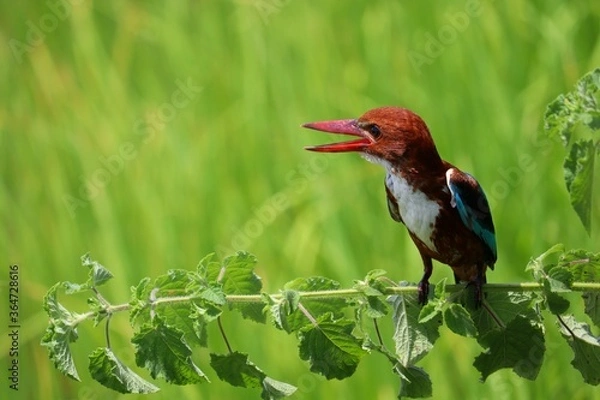 Fototapeta Kingfishers or Alcedinidae are a family of small to medium sized, brightly colored birds in the order Coraciiformes. Beautiful natural 