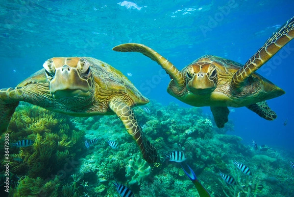 Obraz アオウミガメ　2匹