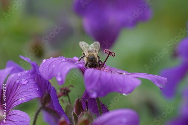 Obraz Geranium x magnificum 'Anemoniflorum' with a honey bee