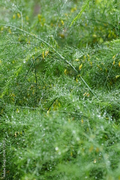Obraz Anethum graveolens with water drops 