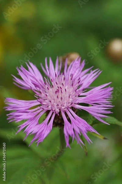 Obraz Centaurea jacea on a green meadow