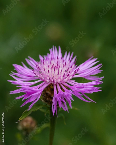 Obraz Centaurea jacea on a green meadow