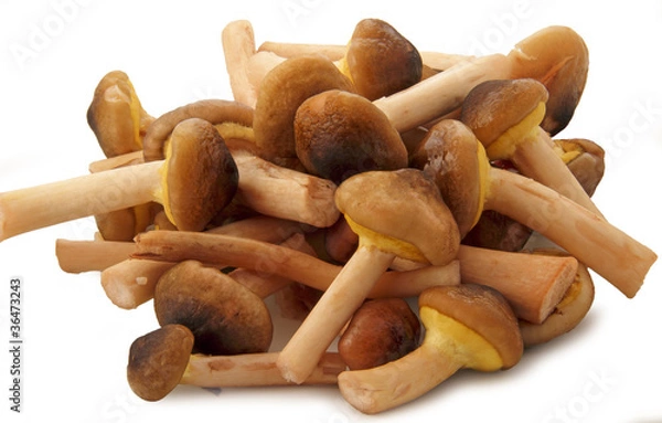Obraz Funghi sementini