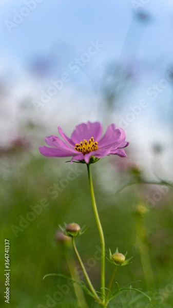 Fototapeta コスモス畑