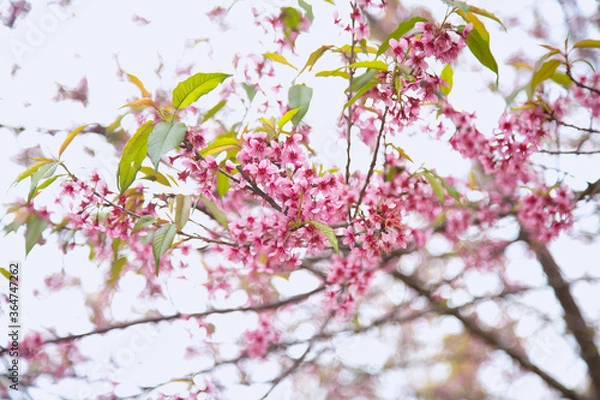Fototapeta Beautiful cherry blossom or sakura in spring time over  sky