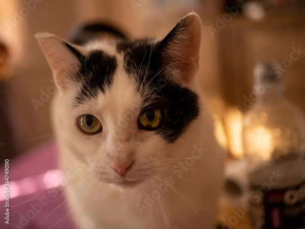 Obraz 
Black and white cat. Free space for entry.