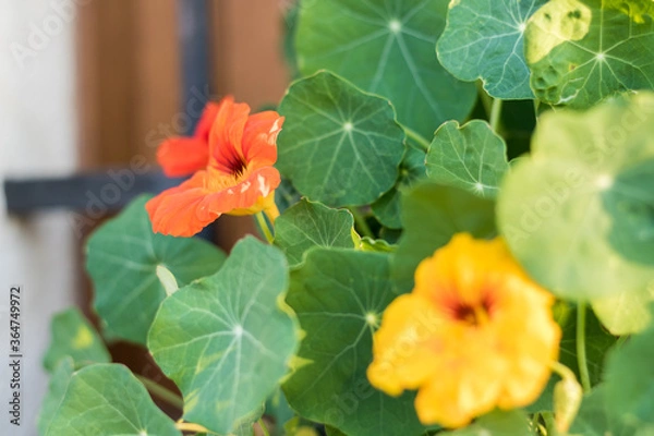 Fototapeta Fleurs de capucine (Tropaeolum) rouge et jaune