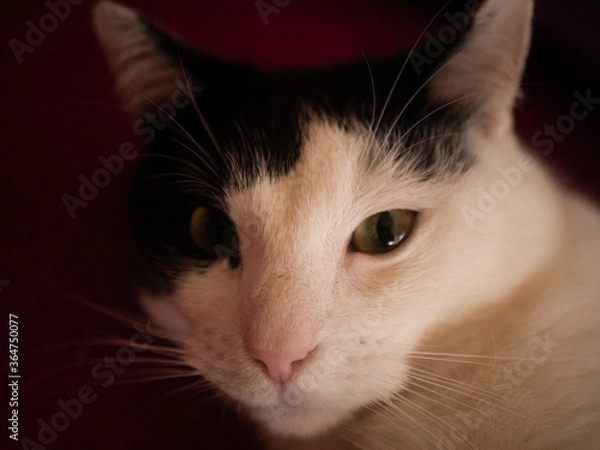 Obraz 
Black and white cat. Free space for entry.