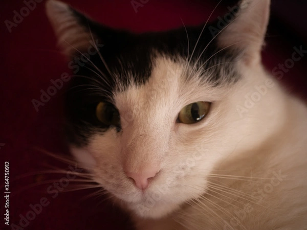 Obraz 
Black and white cat. Free space for entry.
