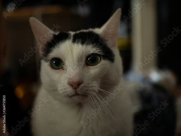 Obraz 
Black and white cat. Free space for entry.