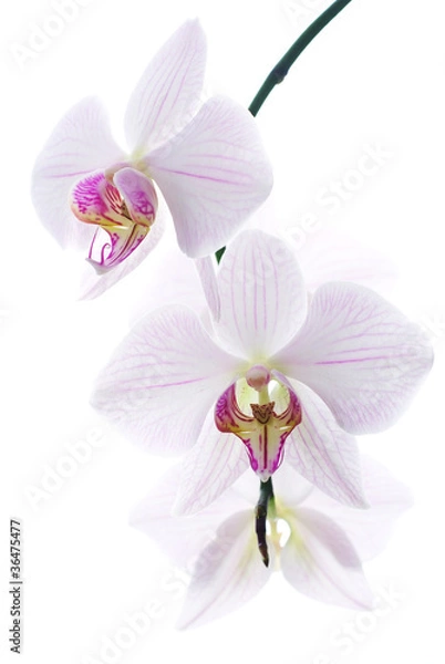 Obraz Snow white orchids isolated background