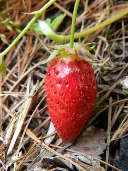 Obraz strawberry in the grass
