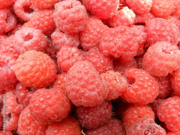 Obraz raspberry close up