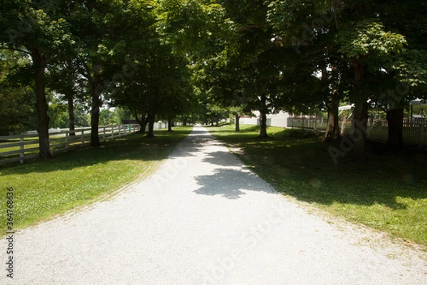 Fototapeta Path througt grass and woods