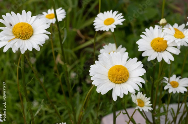 Obraz daisies in the grass