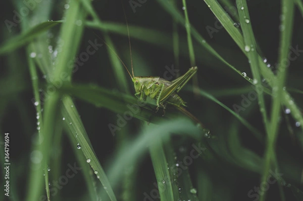 Fototapeta grasshopper on grass, closeup