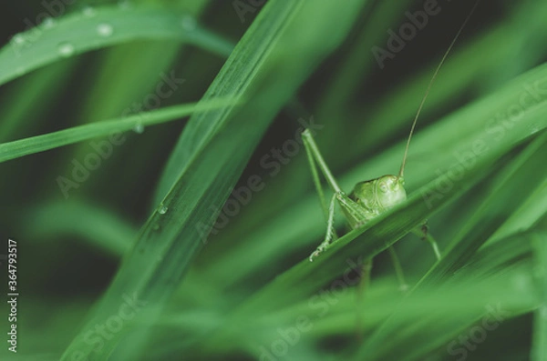 Fototapeta grasshopper on grass, closeup