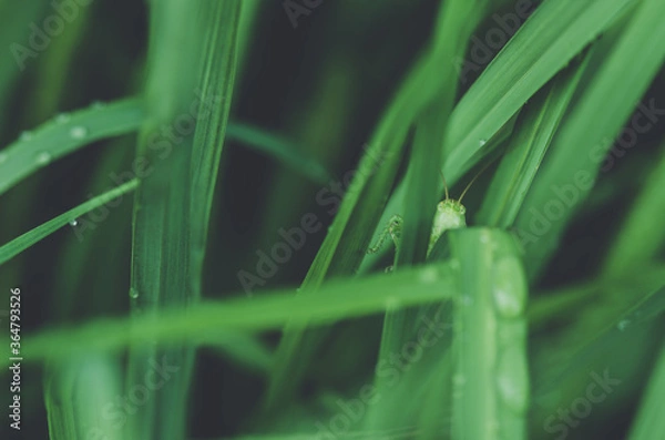 Fototapeta grasshopper on grass, closeup