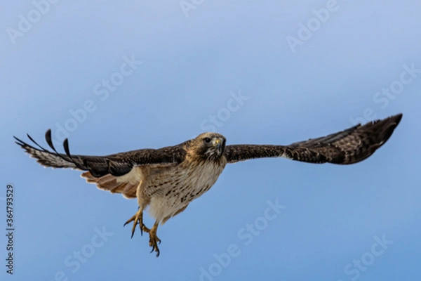 Fototapeta Hawk taking off in flight