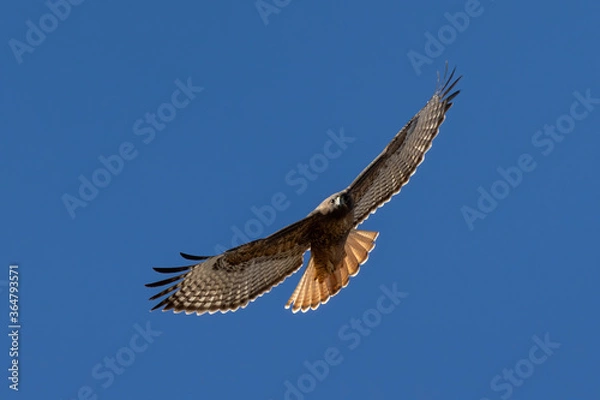 Fototapeta red tailed hawk in flight full spread