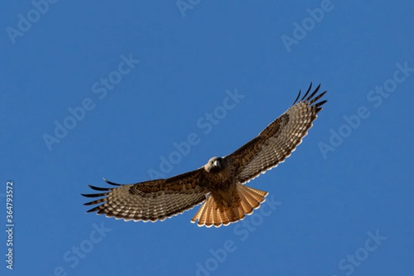 Fototapeta red tailed hawk in flight full spread