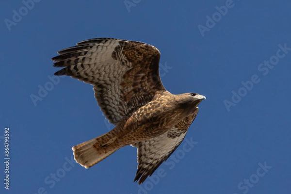Fototapeta red tailed hawk in flight full spread