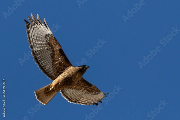 Fototapeta red tailed hawk in flight full spread