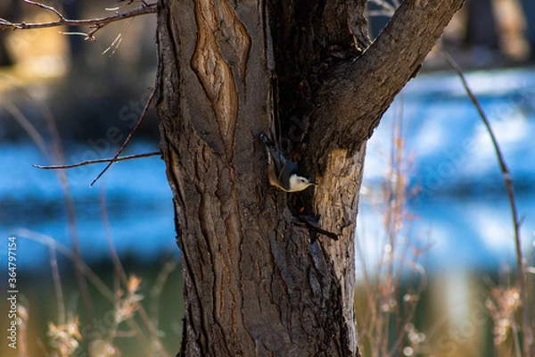 Fototapeta Warbler in tree