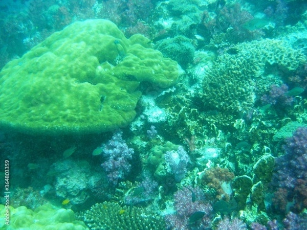 Fototapeta Unterwasserwelt