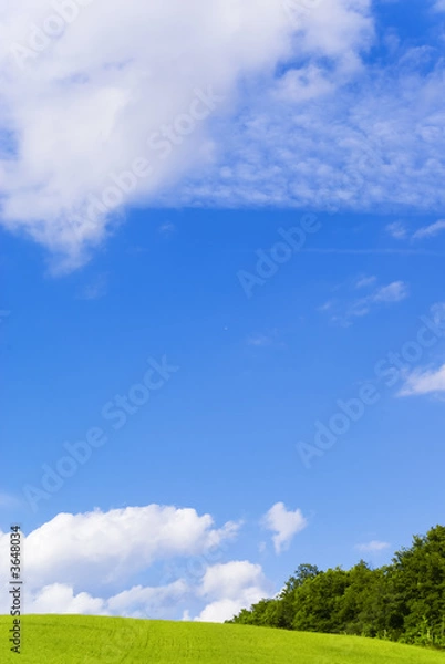 Fototapeta Yellow field and a vivd blue sky in this postcard 