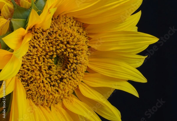Obraz yellow sunflower close up