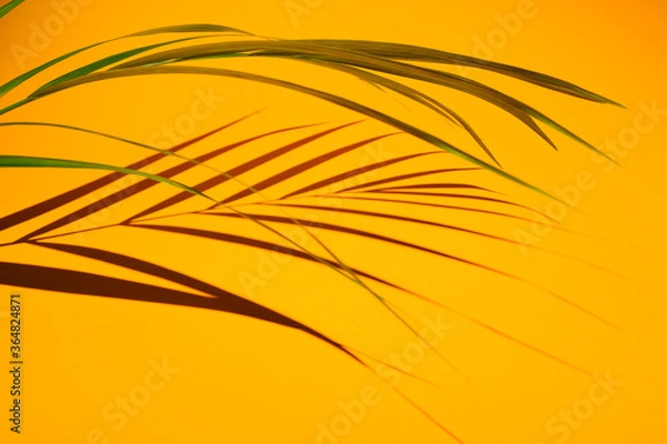 Fototapeta shadow from palm tree branch on a yellow background. High quality photo