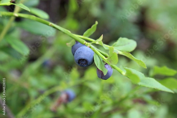 Obraz blueberries in the forest