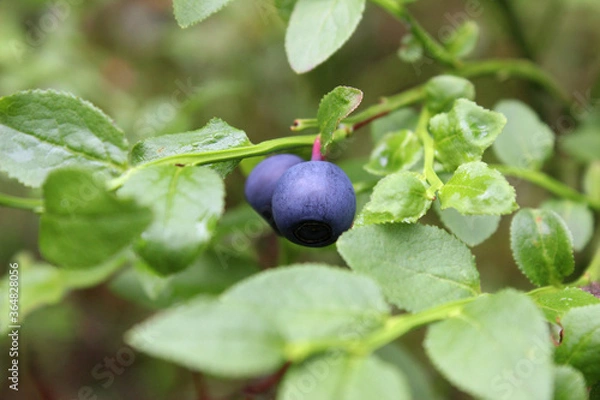 Obraz blueberries on a branch