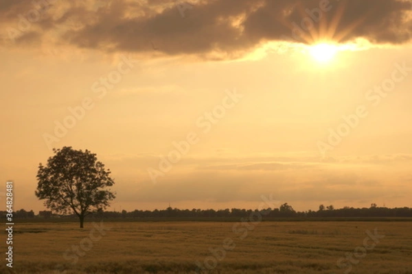 Obraz single tree