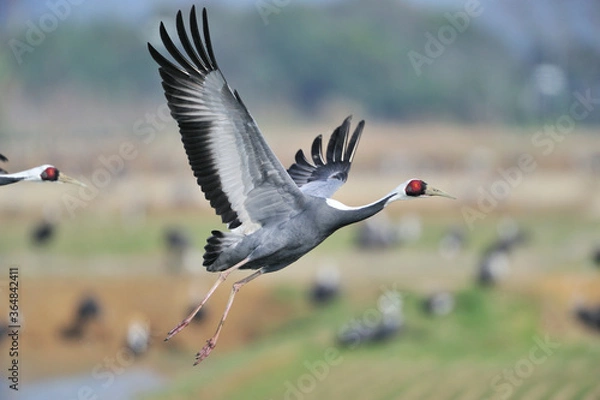 Obraz 飛び立つマナヅル（鹿児島県・出水市）