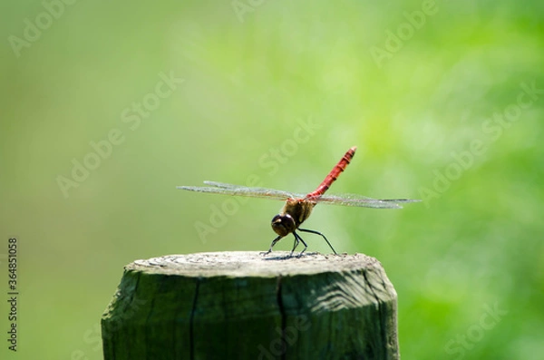 Fototapeta 赤トンボ