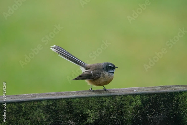 Fototapeta Close up of a Fantail bird also known as a piwakawaka perched on a fence in New Zealand