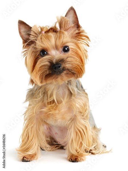 Obraz yorkshire terrier