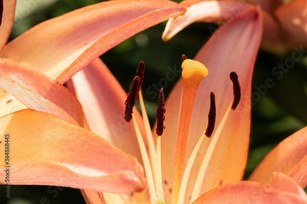 Obraz Pink Tiger Lily