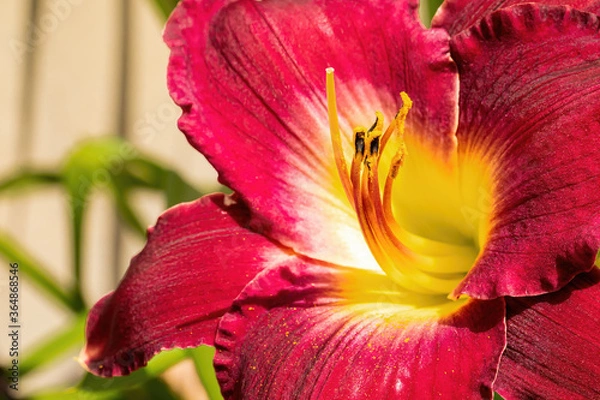 Obraz Red Tiger Lily