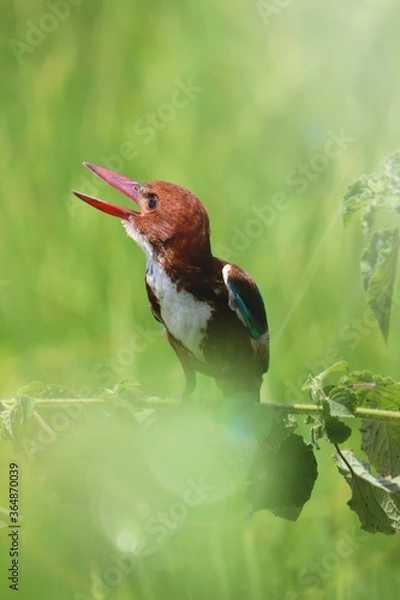 Fototapeta Kingfishers or Alcedinidae are a family of small to medium sized, brightly colored birds in the order Coraciiformes. Beautiful natural 