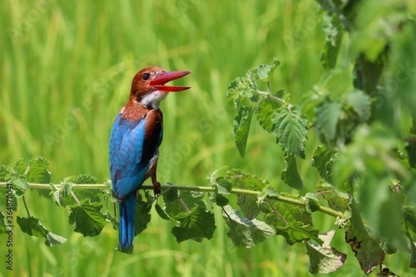 Fototapeta Kingfishers or Alcedinidae are a family of small to medium sized, brightly colored birds in the order Coraciiformes. Beautiful natural 