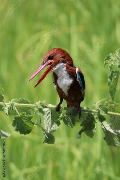 Fototapeta Kingfishers or Alcedinidae are a family of small to medium sized, brightly colored birds in the order Coraciiformes. Beautiful natural 