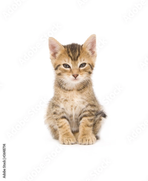 Fototapeta Kitten looking at camera