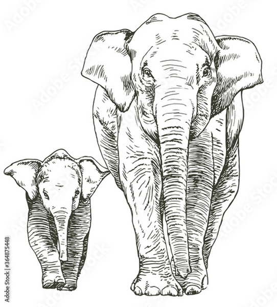 Fototapeta Hand drawn sketch of elephant mother and cub walking,  front view