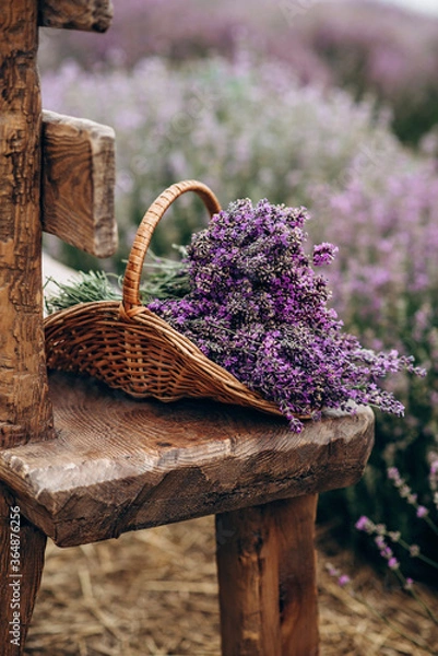 Fototapeta Wicker basket of freshly cut lavender flowers on a natural wooden bench among a field of lavender bushes. The concept of spa, aromatherapy, cosmetology. Soft selective focus.